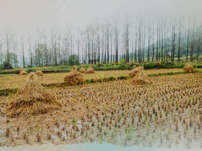 肥土不废，沃土“搬场”